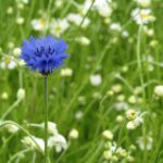 Василёк синий — цветки (Centaurea cyanus)