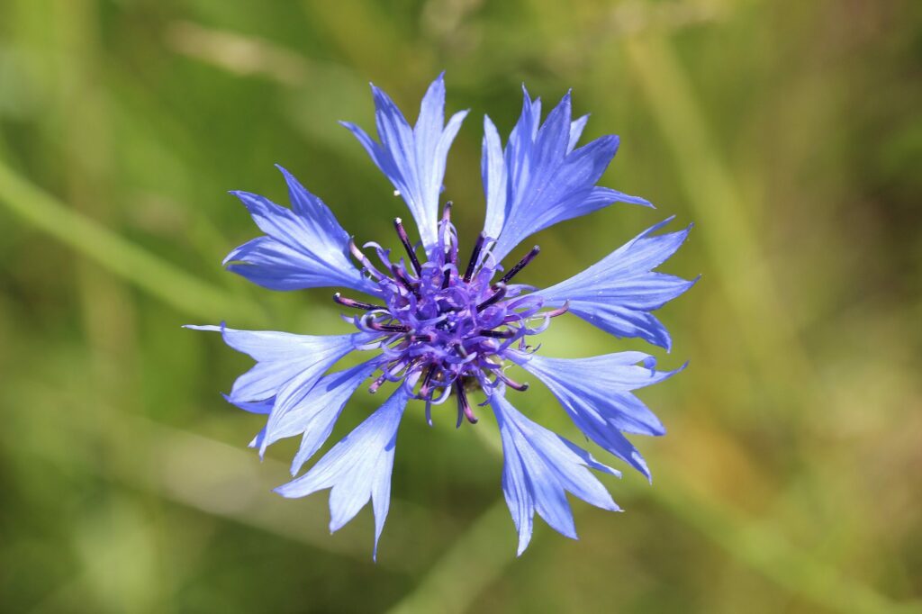 Василёк синий — цветки (Centaurea cyanus)