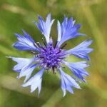 Василёк синий — цветки (Centaurea cyanus)