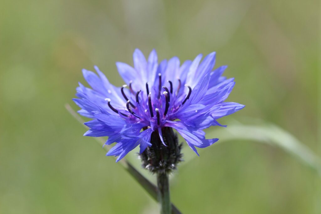 Василёк синий — цветки (Centaurea cyanus)