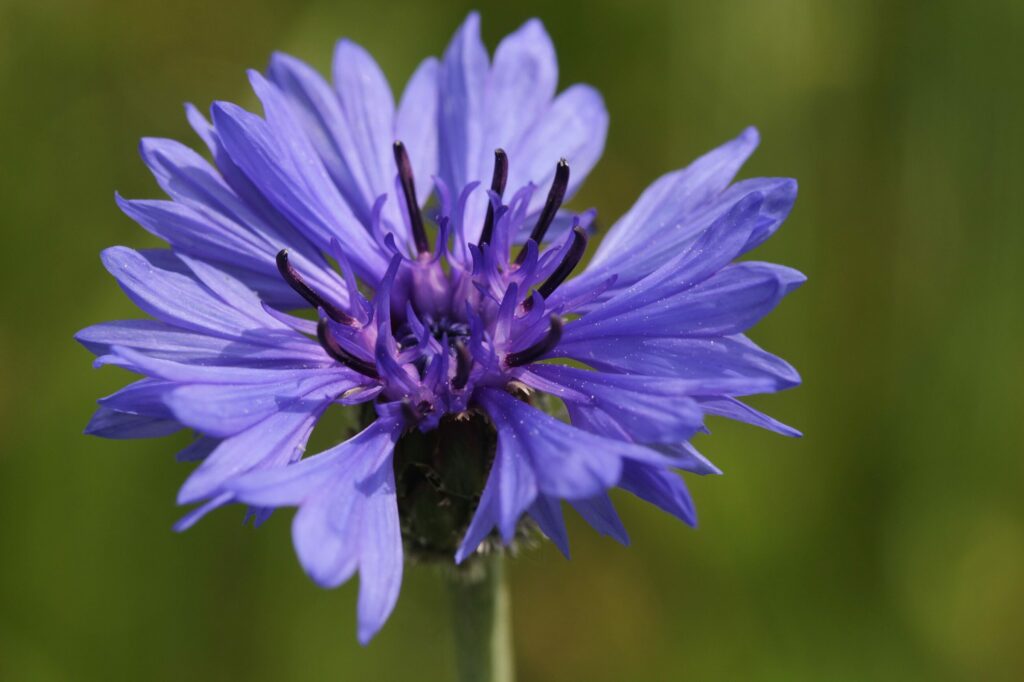 Василёк синий — цветки (Centaurea cyanus)
