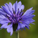 Василёк синий — цветки (Centaurea cyanus)