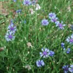 Василёк синий (Centaurea cyanus)