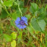 Василёк синий (Centaurea cyanus)