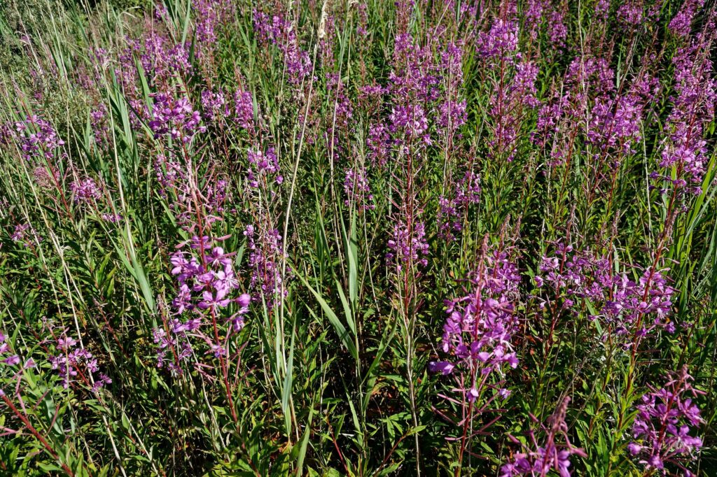 Иван-чай узколистный — общий вид (Chamaenerion angustifolium)