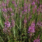 Иван-чай узколистный — общий вид (Chamaenerion angustifolium)