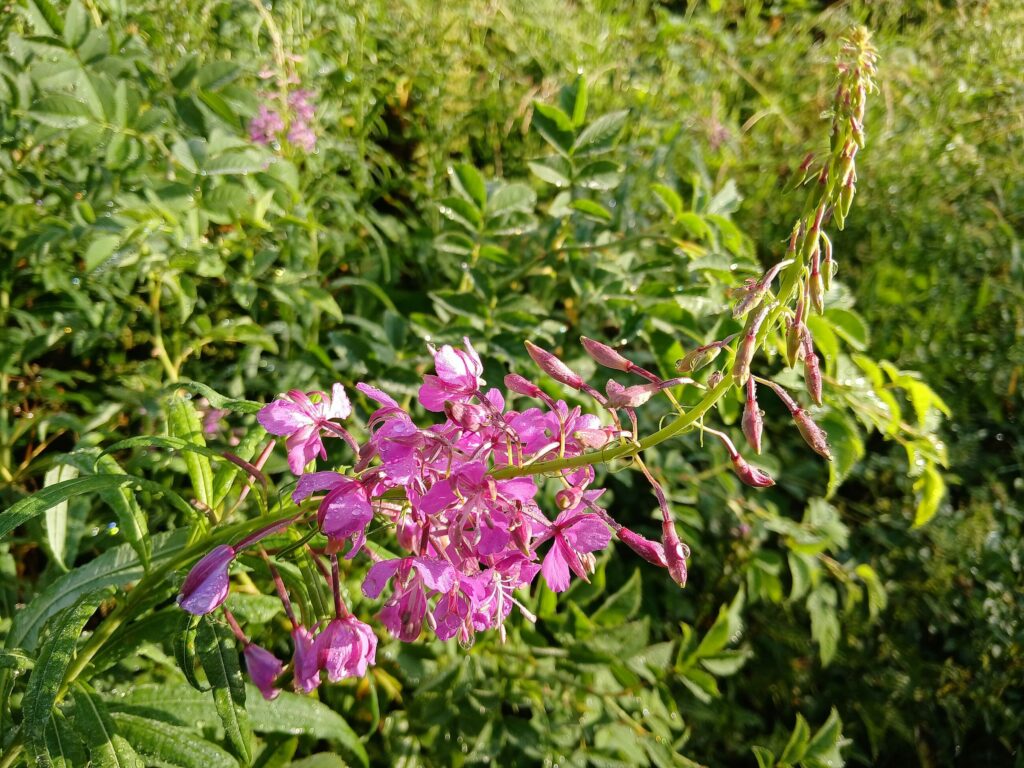 Иван-чай узколистный — лист (Chamaenerion angustifolium)