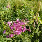 Иван-чай узколистный — лист (Chamaenerion angustifolium)