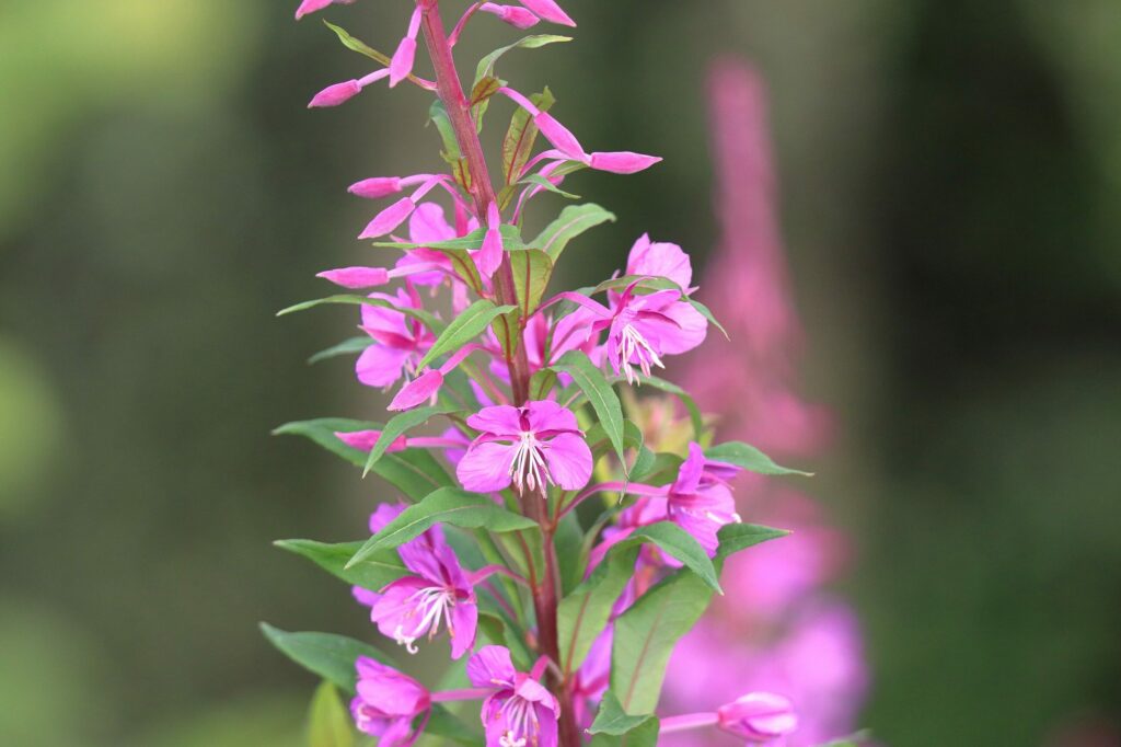 Иван-чай узколистный — общий вид (Chamaenerion angustifolium)