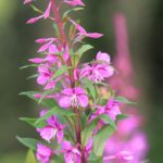 Иван-чай узколистный — общий вид (Chamaenerion angustifolium)