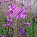 Иван-чай узколистный — общий вид (Chamaenerion angustifolium)