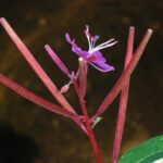 Иван-чай узколистный (Chamaenerion angustifolium)