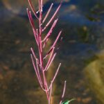 Иван-чай узколистный (Chamaenerion angustifolium)