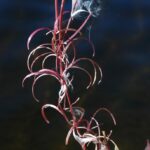 Иван-чай узколистный (Chamaenerion angustifolium)