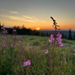 Иван-чай узколистный (Chamaenerion angustifolium)