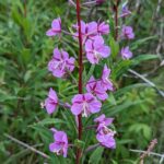 Иван-чай узколистный (Chamaenerion angustifolium)