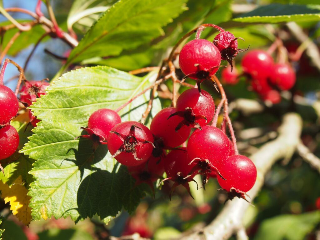 Боярышник кроваво-красный — общий вид (Crataegus sanguinea)