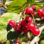 Боярышник кроваво-красный — общий вид (Crataegus sanguinea)