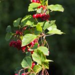 Боярышник кроваво-красный — общий вид (Crataegus sanguinea)