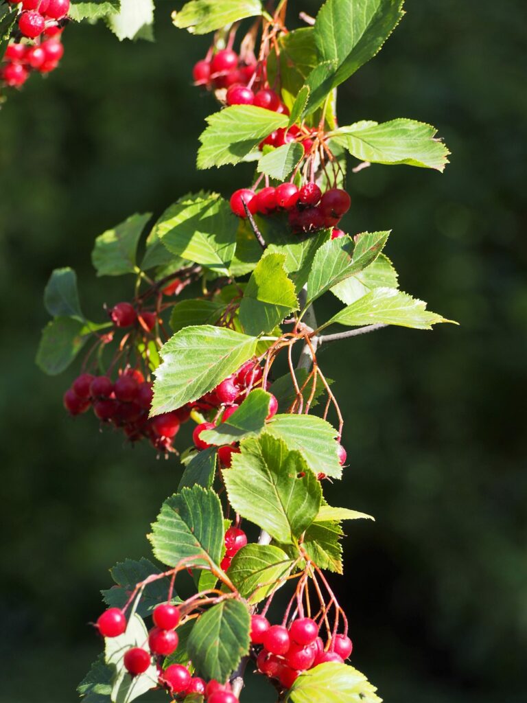 Боярышник кроваво-красный — общий вид (Crataegus sanguinea)