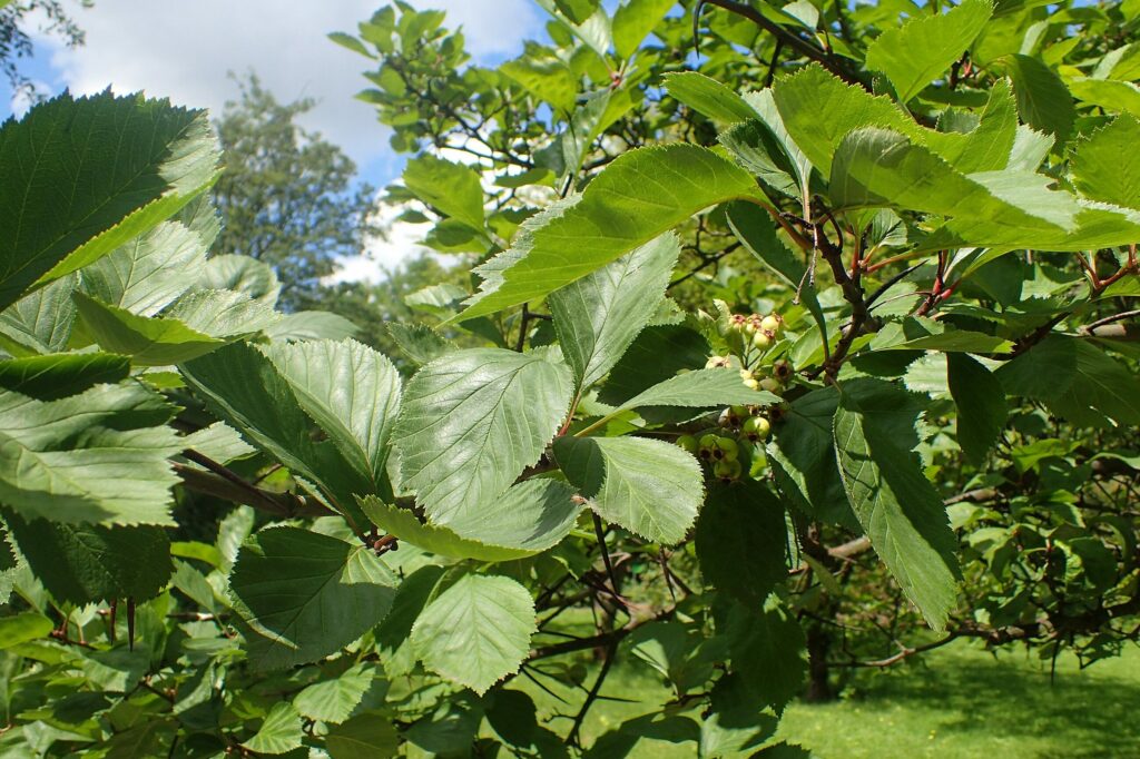 Боярышник кроваво-красный — общий вид (Crataegus sanguinea)