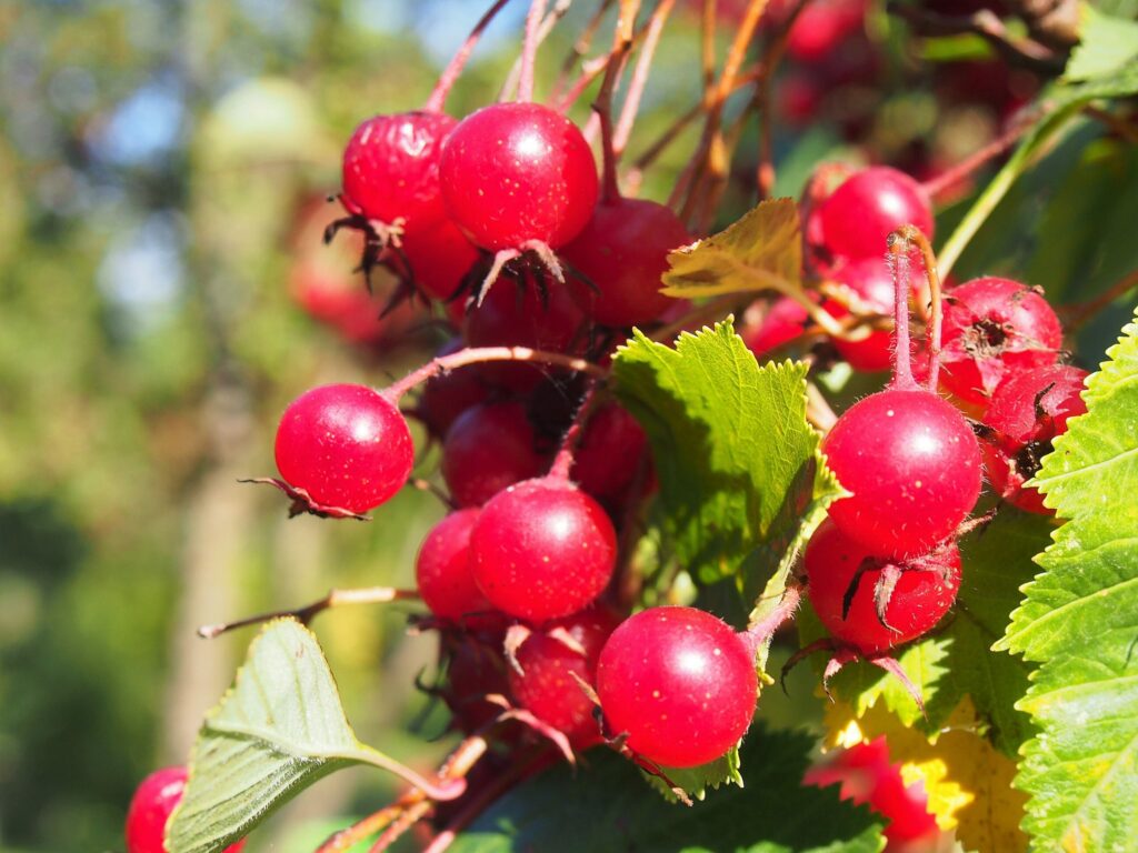 Боярышник кроваво-красный — общий вид (Crataegus sanguinea)