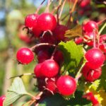 Боярышник кроваво-красный — общий вид (Crataegus sanguinea)