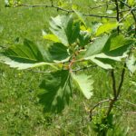Боярышник кроваво-красный — общий вид (Crataegus sanguinea)