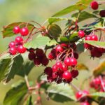 Боярышник кроваво-красный — общий вид (Crataegus sanguinea)