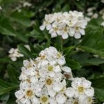 Боярышник кроваво-красный — общий вид (Crataegus sanguinea)