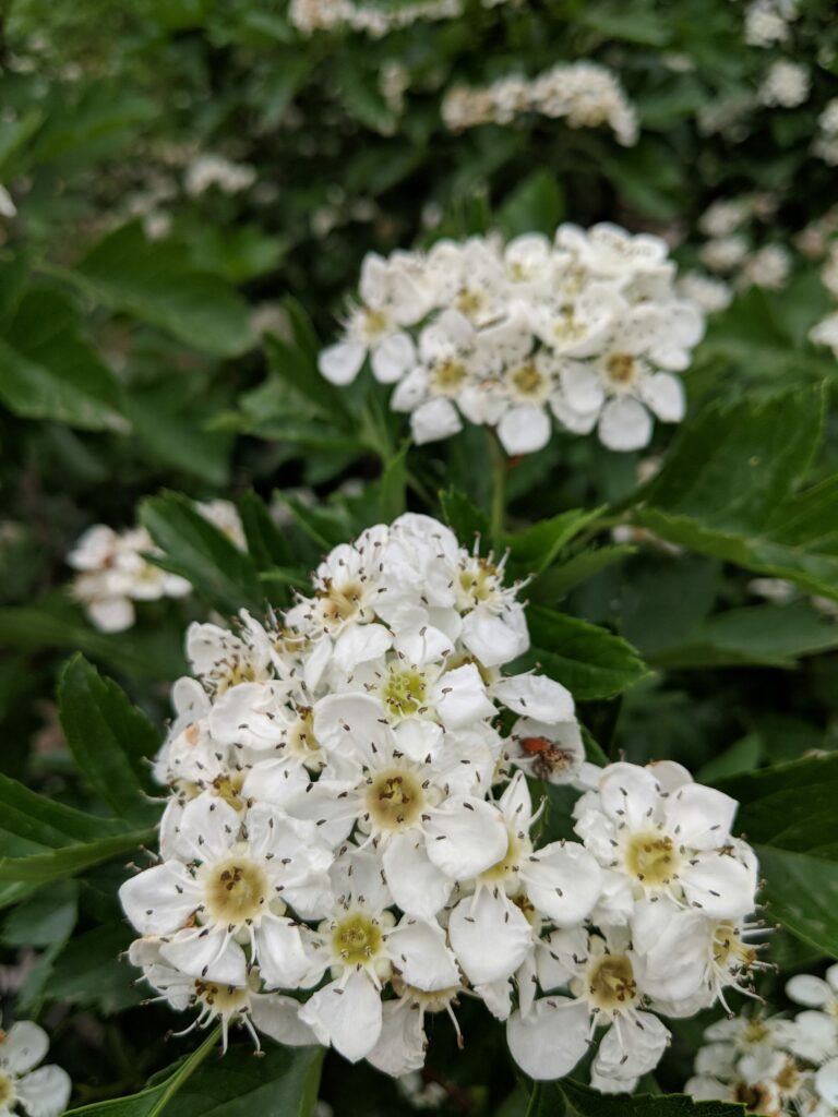 Боярышник кроваво-красный — общий вид (Crataegus sanguinea)