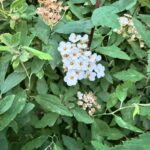 Боярышник кроваво-красный — общий вид (Crataegus sanguinea)