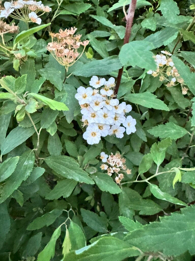 Боярышник кроваво-красный — общий вид (Crataegus sanguinea)