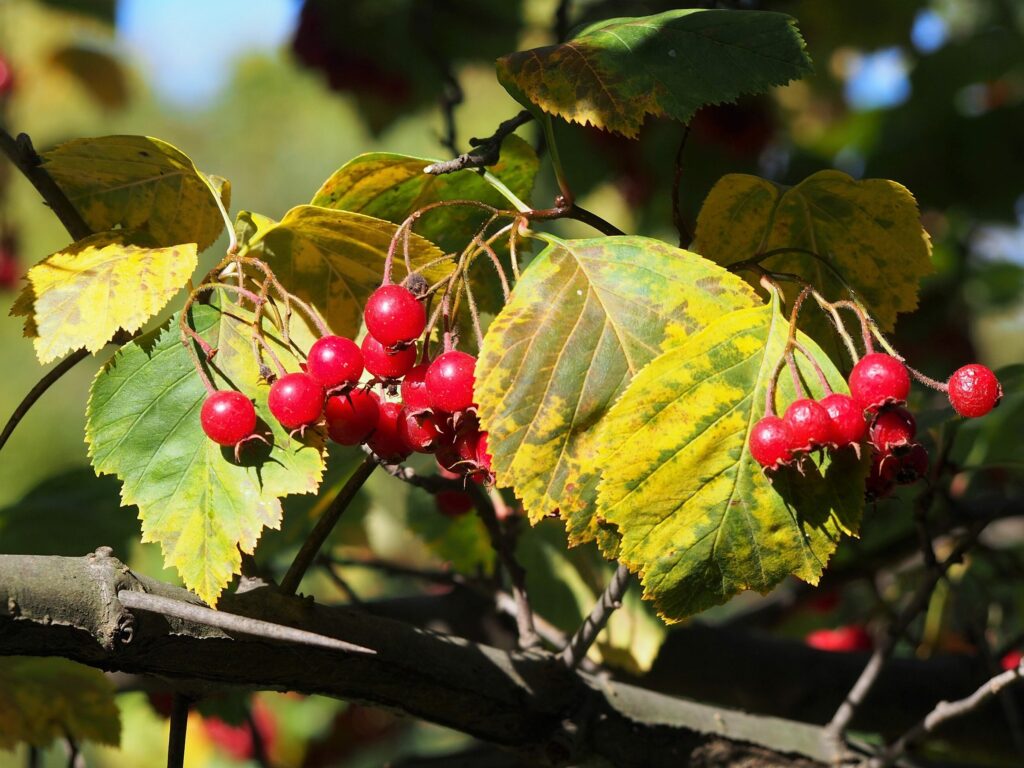 Боярышник кроваво-красный — общий вид (Crataegus sanguinea)