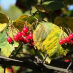 Боярышник кроваво-красный — общий вид (Crataegus sanguinea)