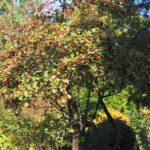 Боярышник кроваво-красный — общий вид (Crataegus sanguinea)