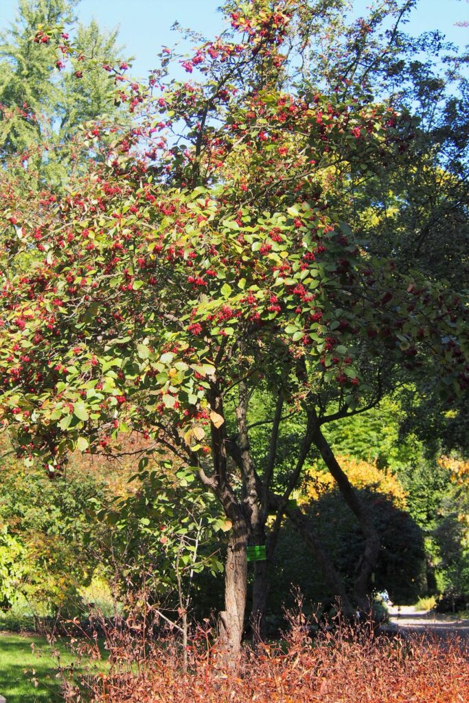 Боярышник кроваво-красный — общий вид (Crataegus sanguinea)