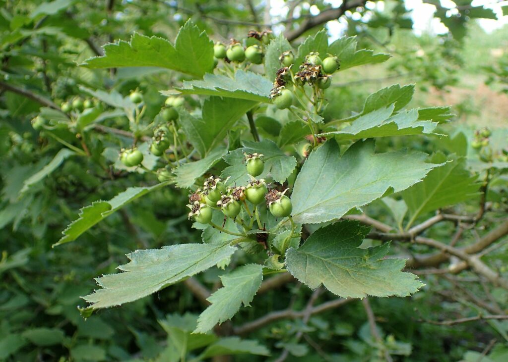 Боярышник кроваво-красный — общий вид (Crataegus sanguinea)