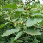 Боярышник кроваво-красный — общий вид (Crataegus sanguinea)
