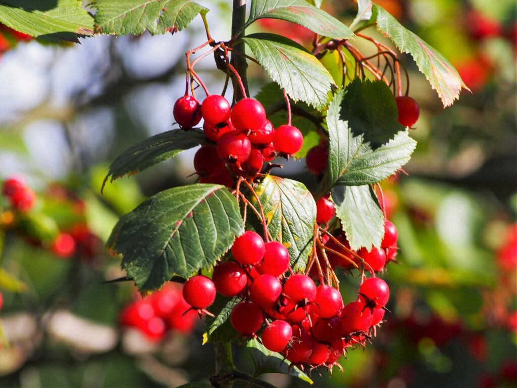 Боярышник кроваво-красный — общий вид (Crataegus sanguinea)