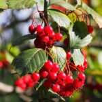 Боярышник кроваво-красный — общий вид (Crataegus sanguinea)