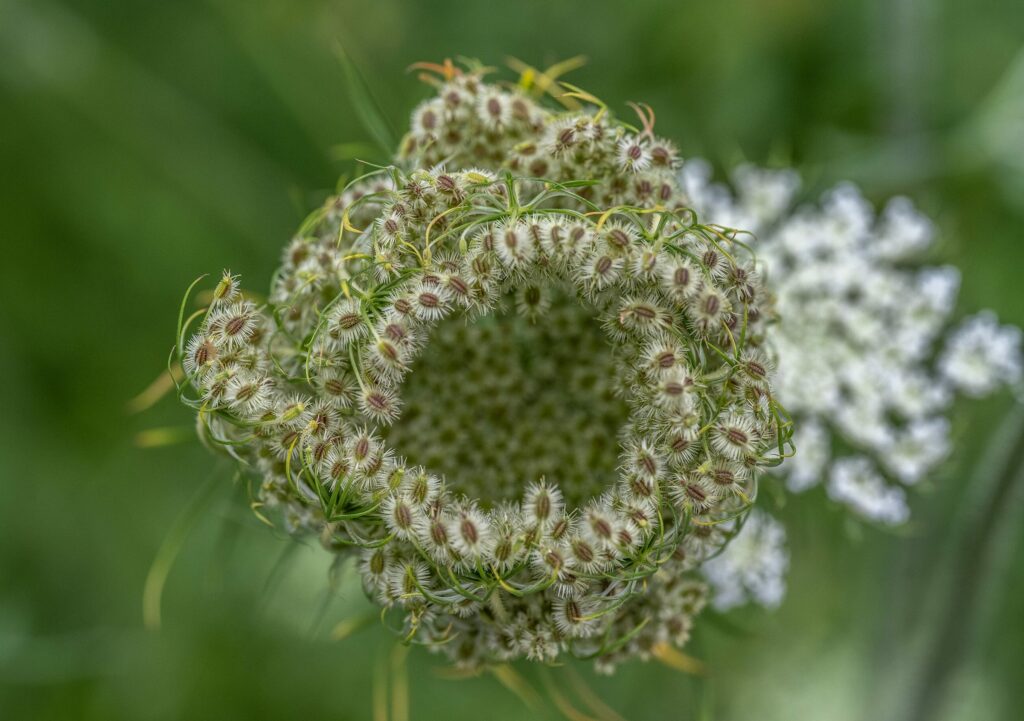 Морковь дикая — цветки (Daucus carota)