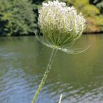 Морковь дикая — общий вид (Daucus carota)