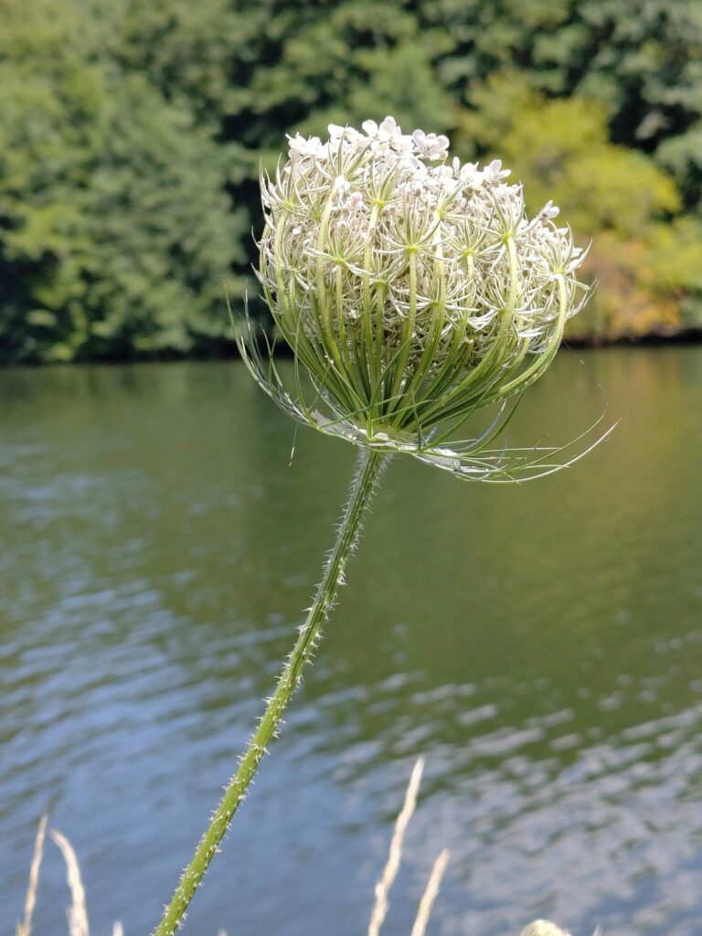 Морковь дикая — общий вид (Daucus carota)