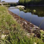 Морковь дикая — общий вид (Daucus carota)