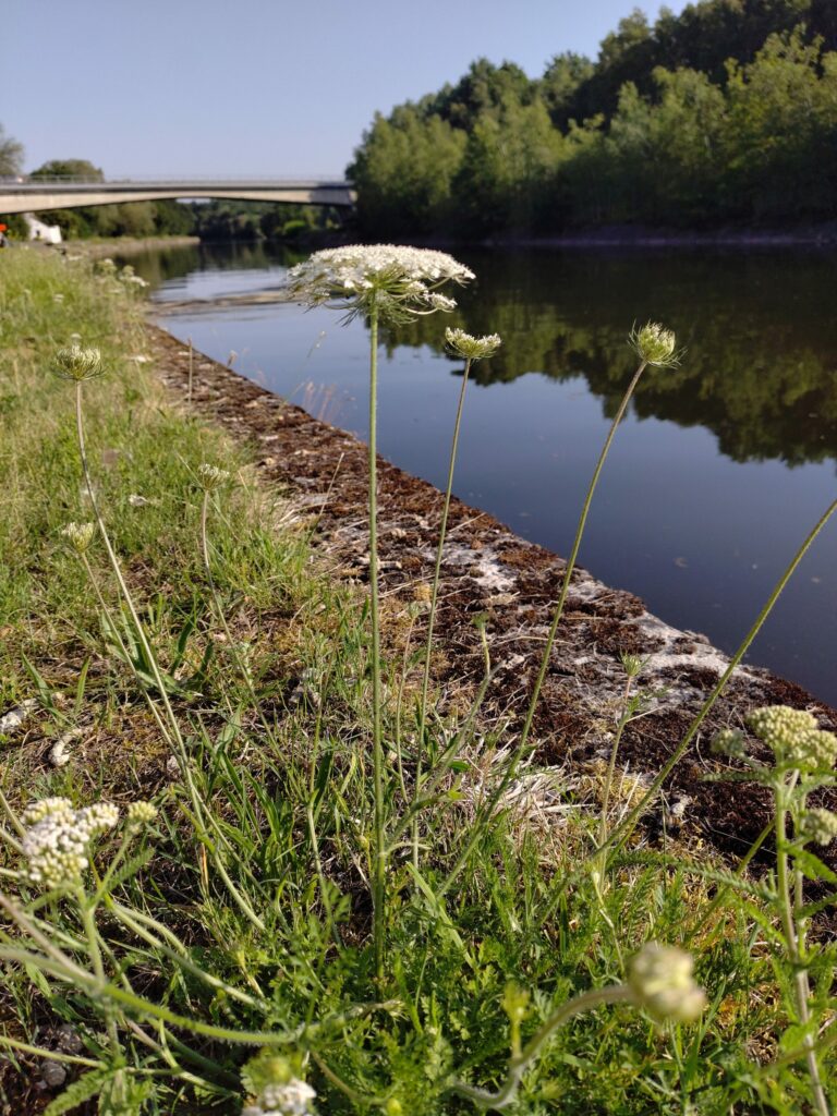 Морковь дикая — общий вид (Daucus carota)