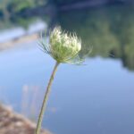 Морковь дикая — общий вид (Daucus carota)