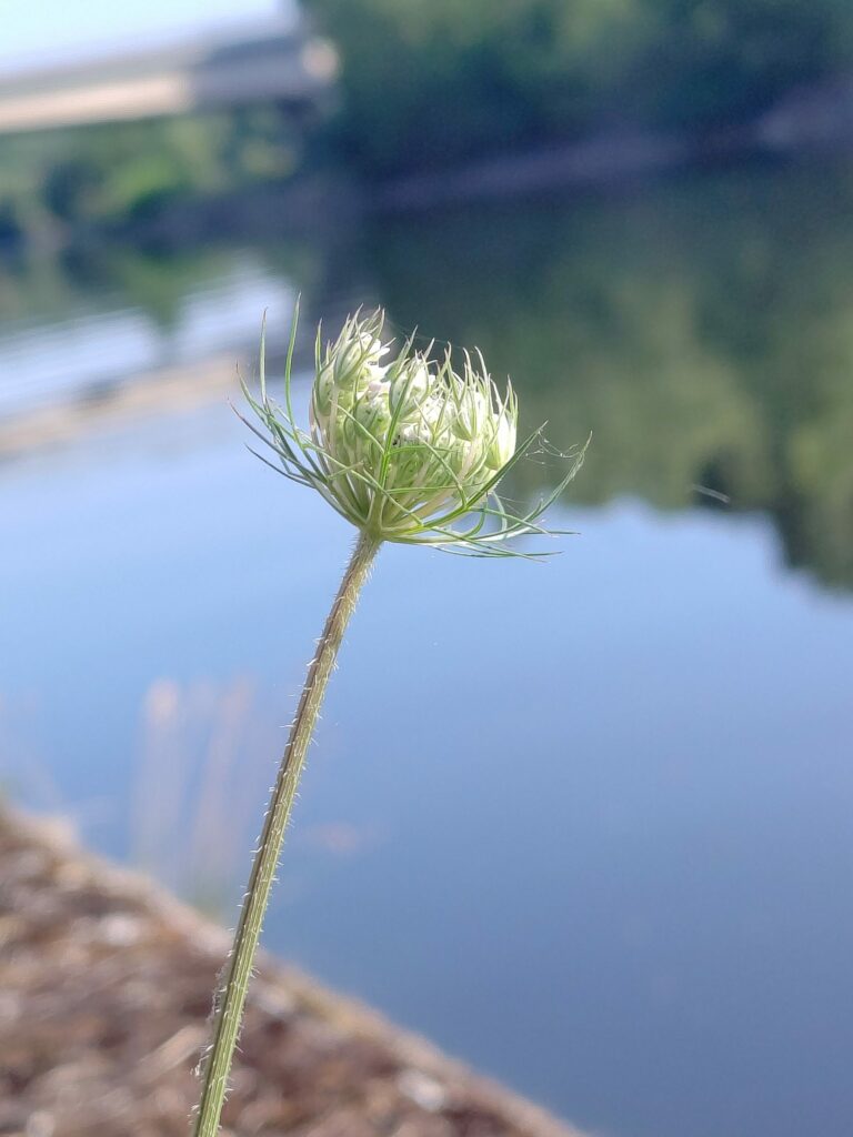 Морковь дикая — общий вид (Daucus carota)