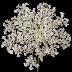 Морковь дикая — цветки (Daucus carota)