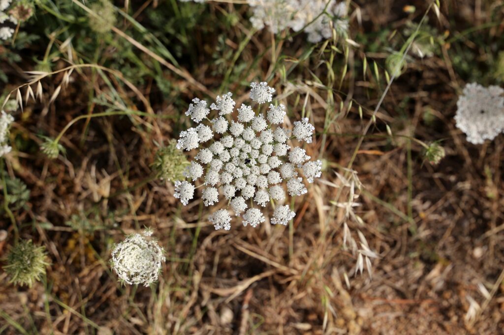 Морковь дикая — общий вид (Daucus carota)